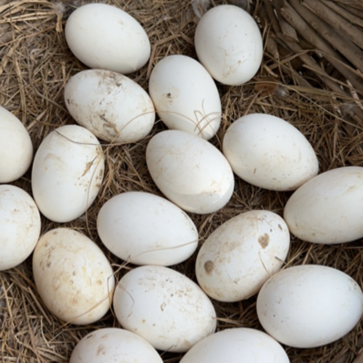 北京通州农家鹅蛋9枚