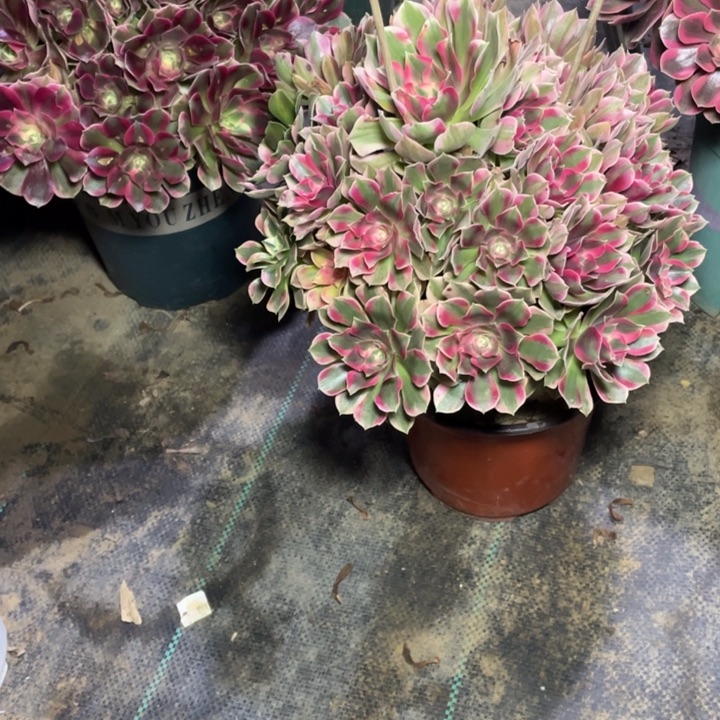 16粉女郎的多肉植物多肉多肉