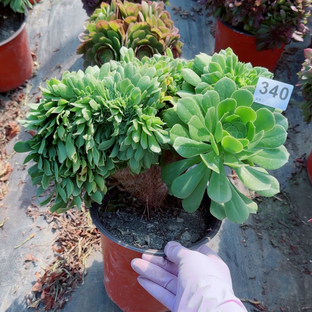 340多肉植物绿缀