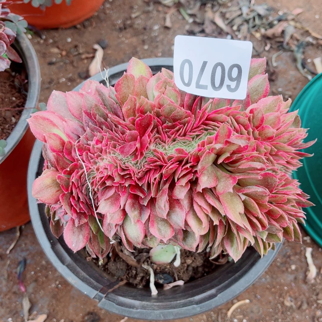 70号荔枝缀化多肉