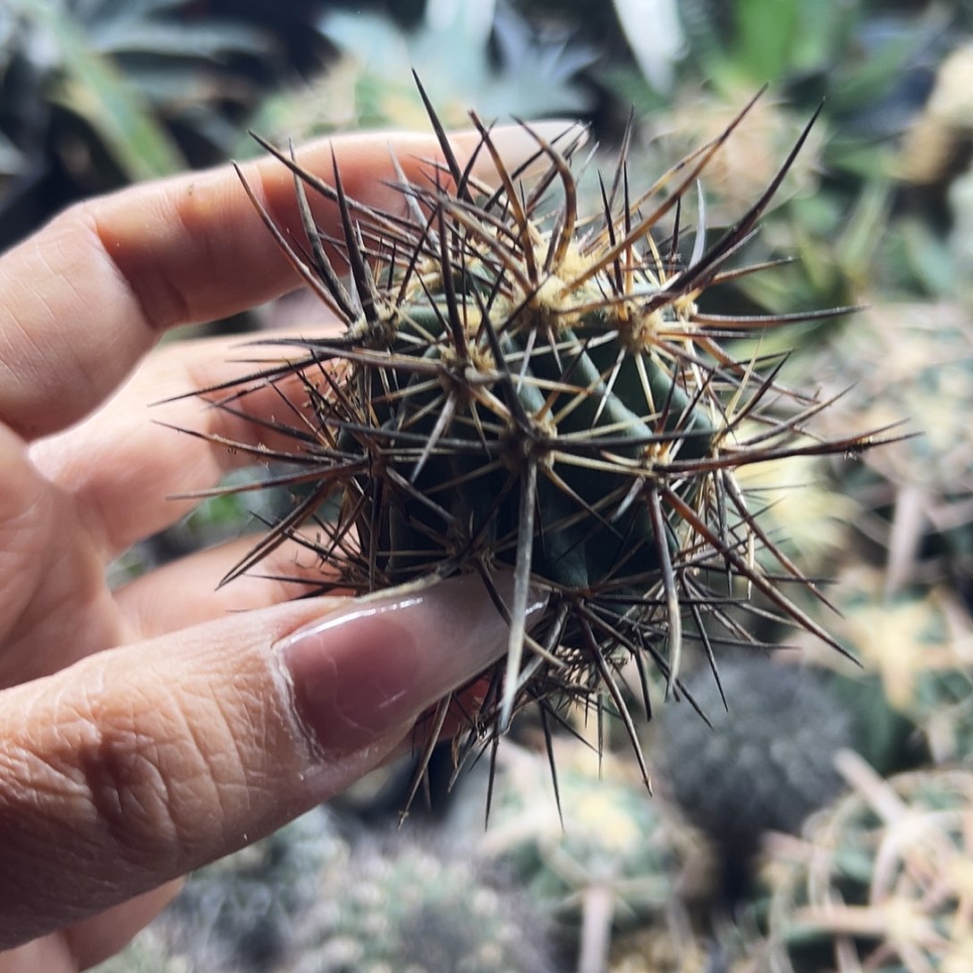 林氏虾仙人球666666