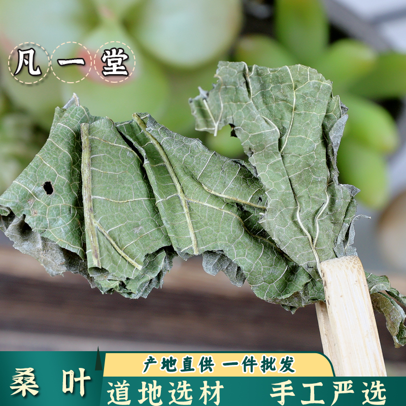 桑叶 桑树叶 桑叶新鲜 道地选材