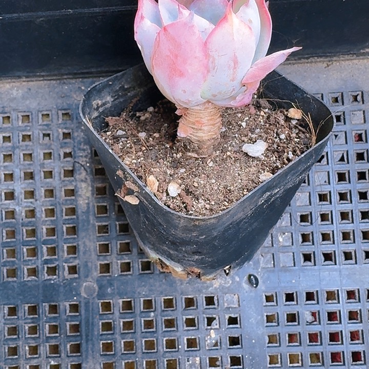 ┛****?多肉植物一物一拍