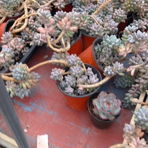 精品精品多肉婴儿