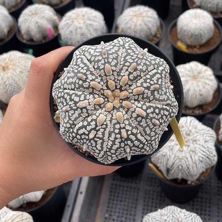 海星超兜瑕疵特价