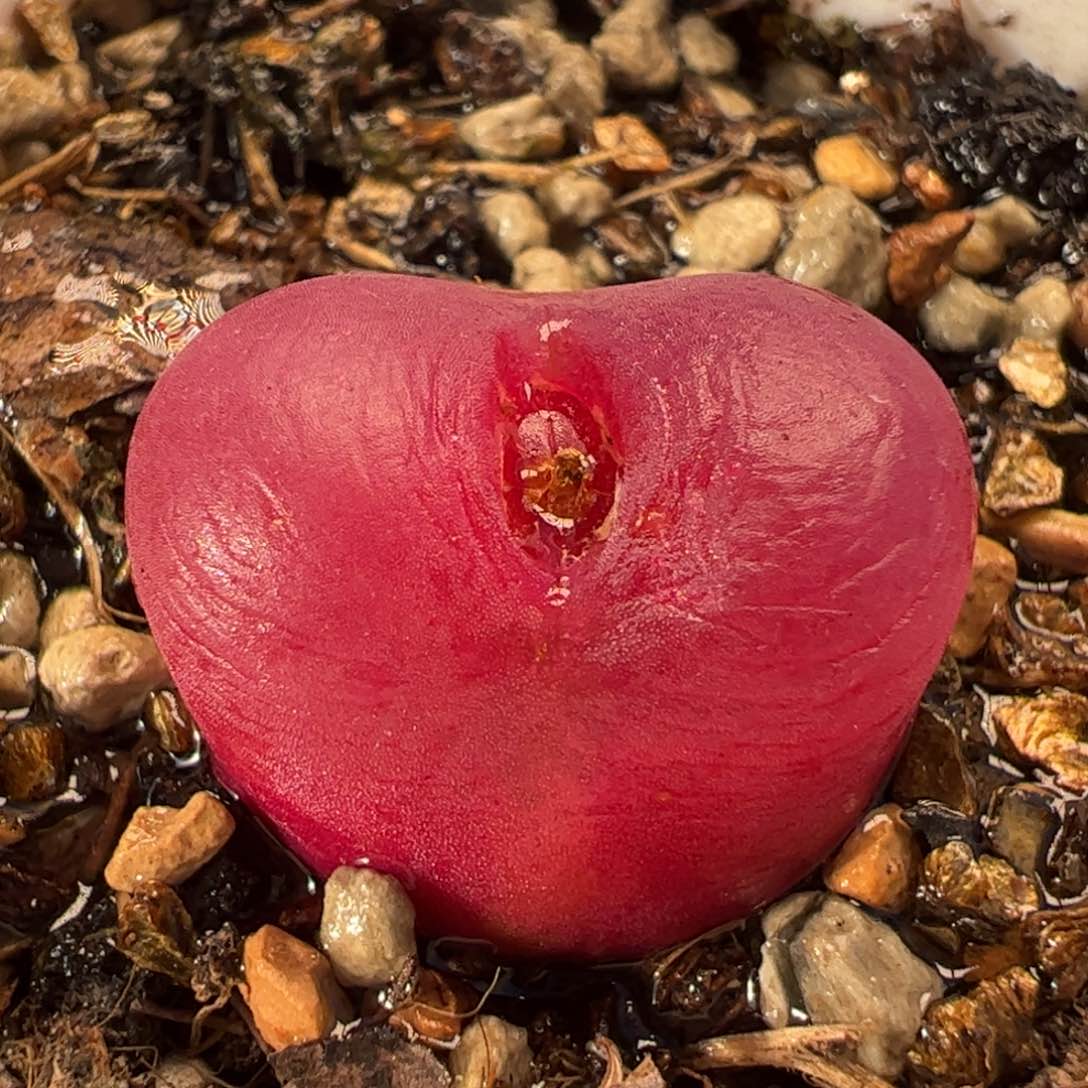 024多肉植物百科