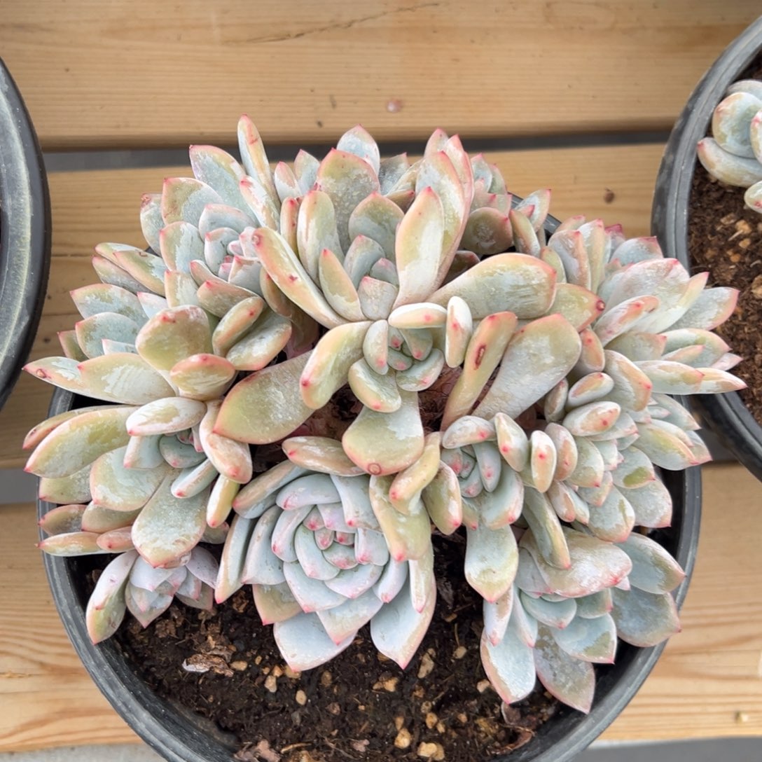 ， 新年快乐 新年快乐 