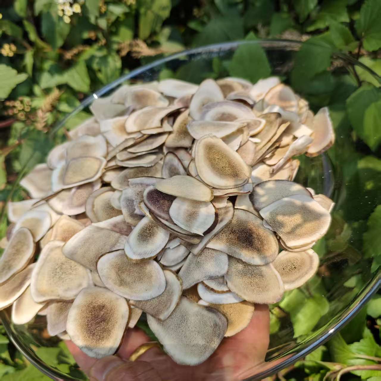 1【鹿-茸-片】净含量100g-1000g【阿虎现收】菌