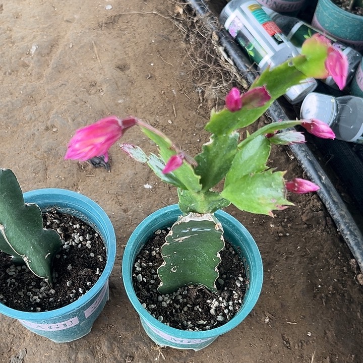 *****52号083，1111111111