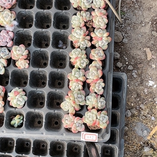 002号冰玉双头穴上苗2-3公分左右14棵