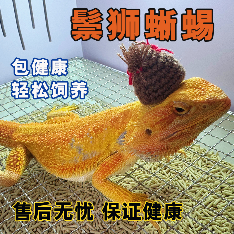鬃狮蜥爬宠异宠温顺不咬人柑橘红系超白zero