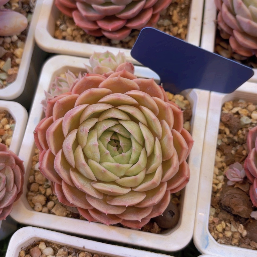 汐***娘云南金致家精品多肉