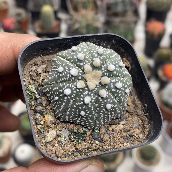 实生海星兜特价福利