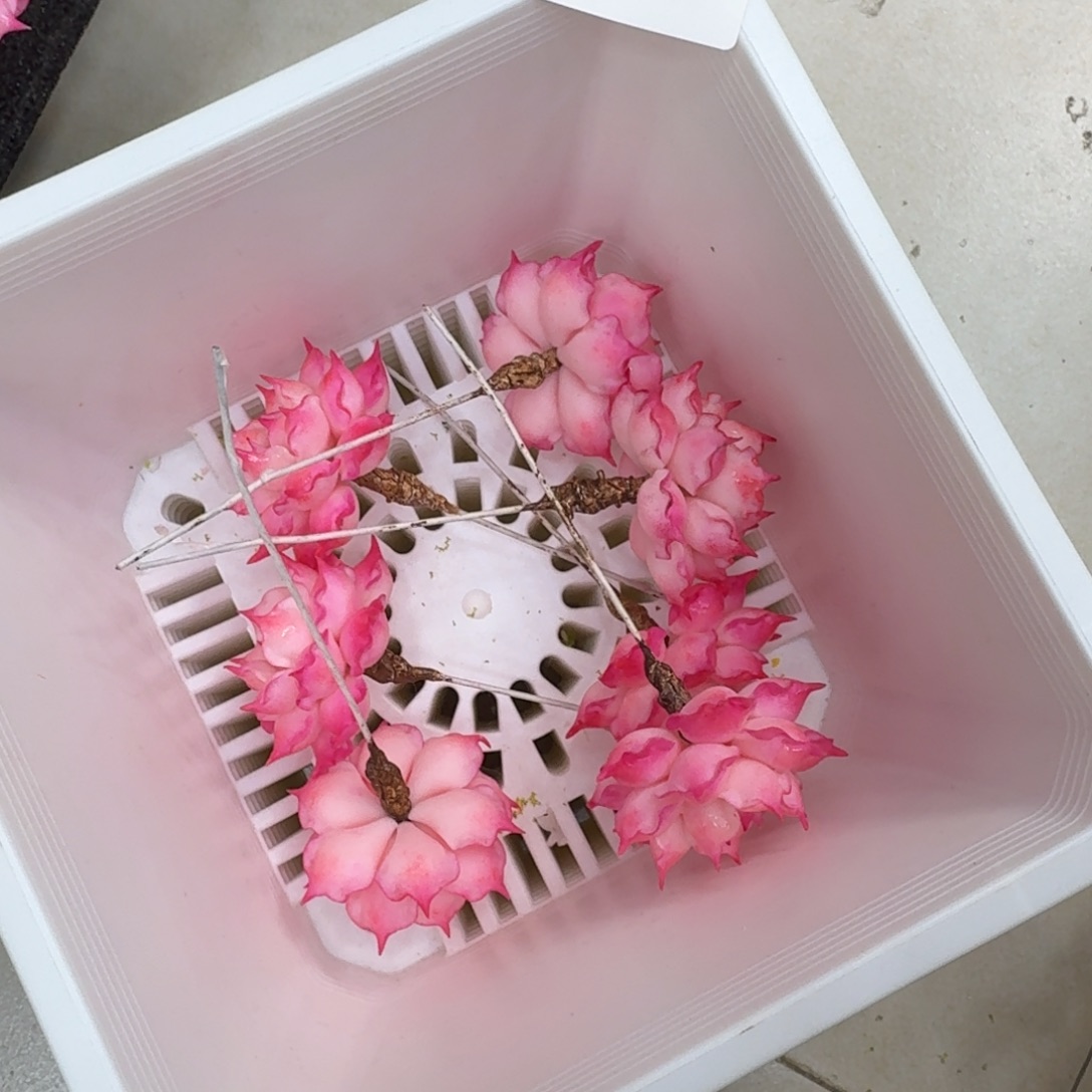 树脂729号哦哦哦哦哦哦哦