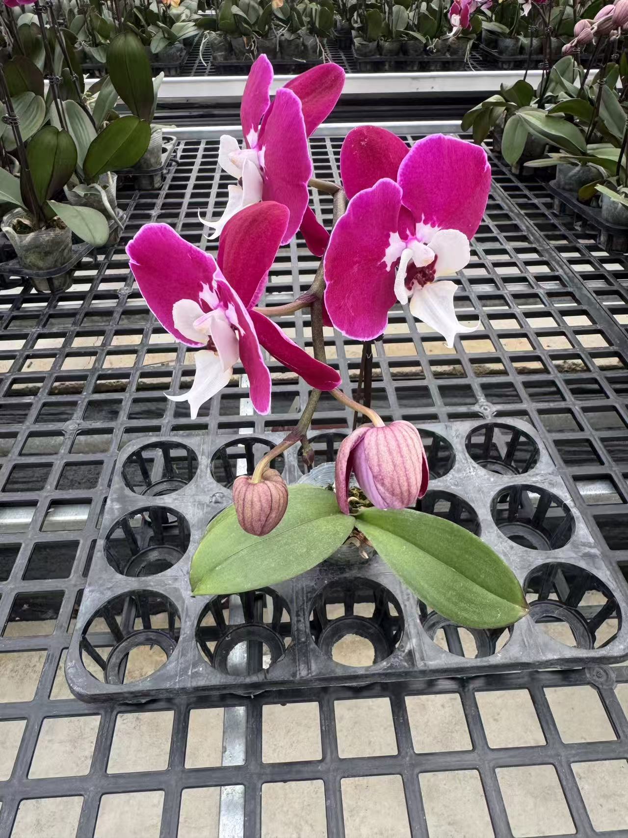 蝴蝶兰【米歇尔单】鲜花盆栽室内观赏花花佛山基地直发好养易活