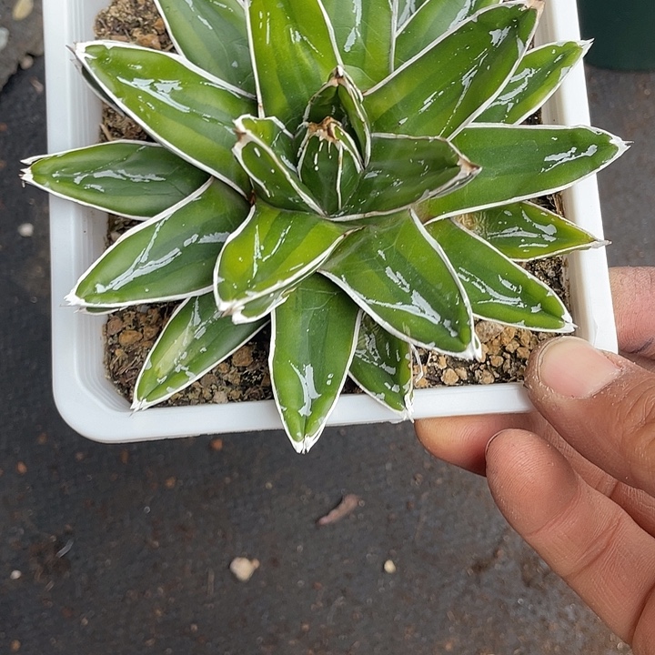 琦***板优惠优惠龙舌兰辉山