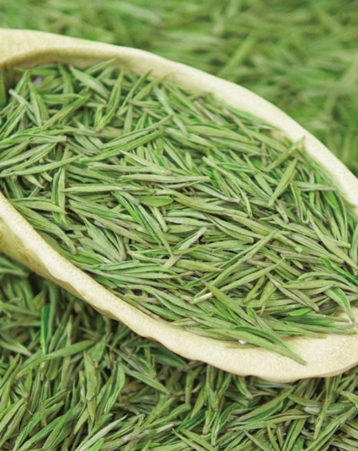 2025年小芽白茶清香型兰花香（B34）250g/500g