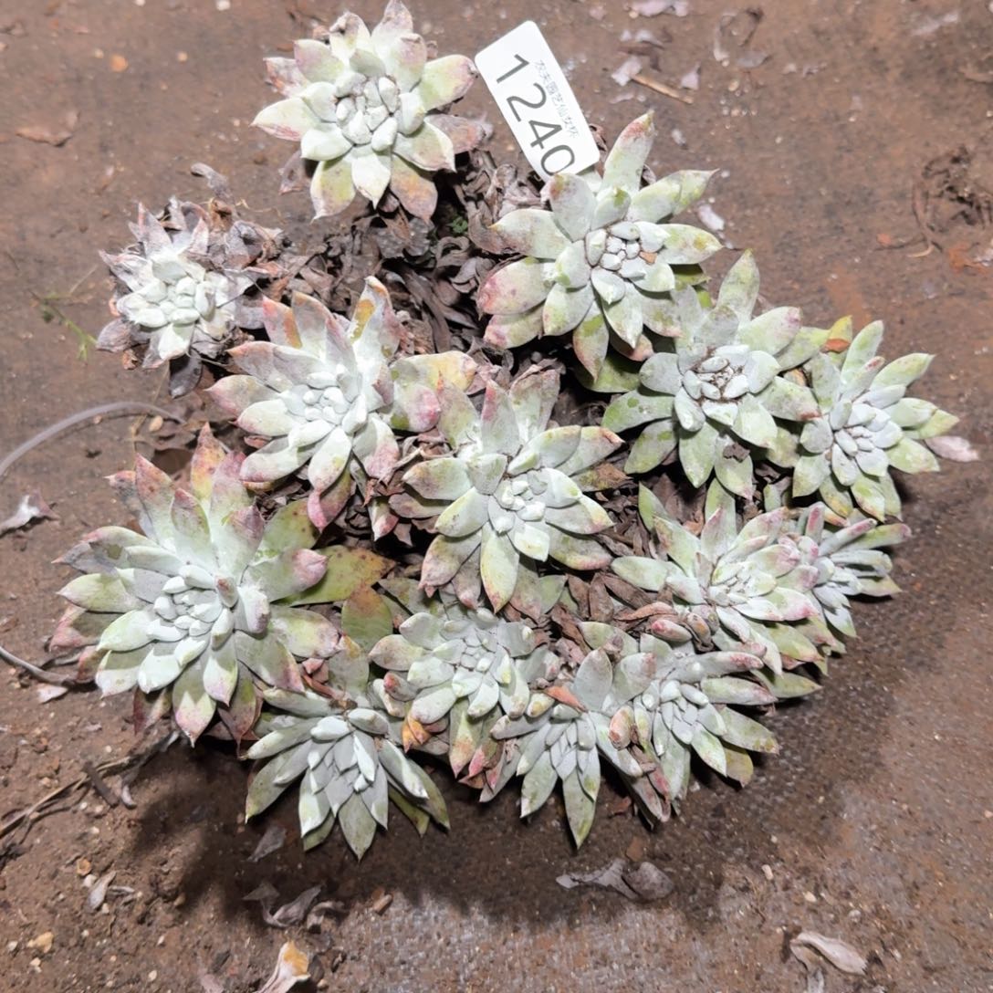 阿金尼仙女杯多肉福利处理