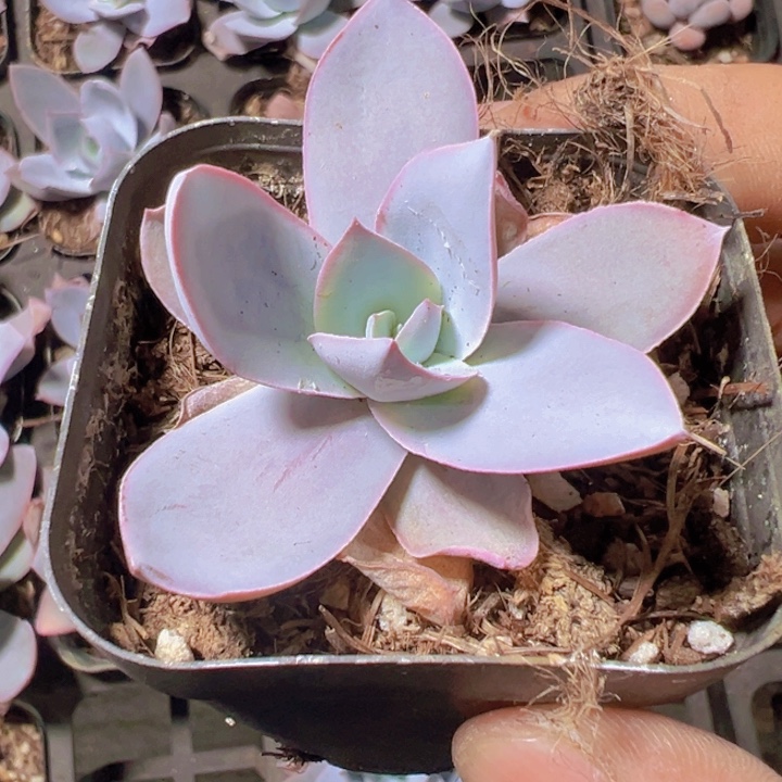 广寒宫精品多肉植物大战