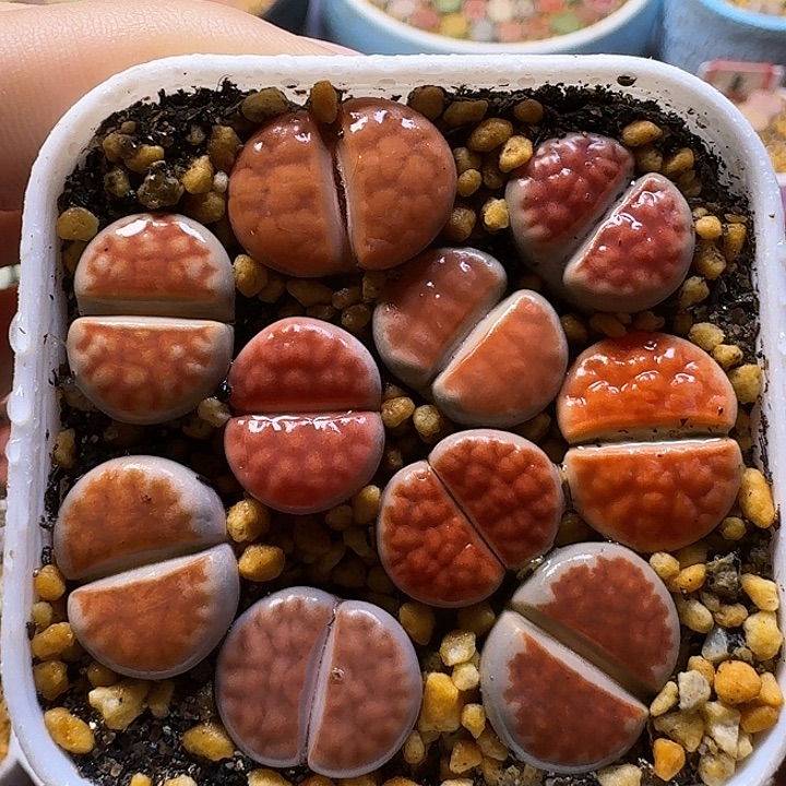 生石花111111。     59