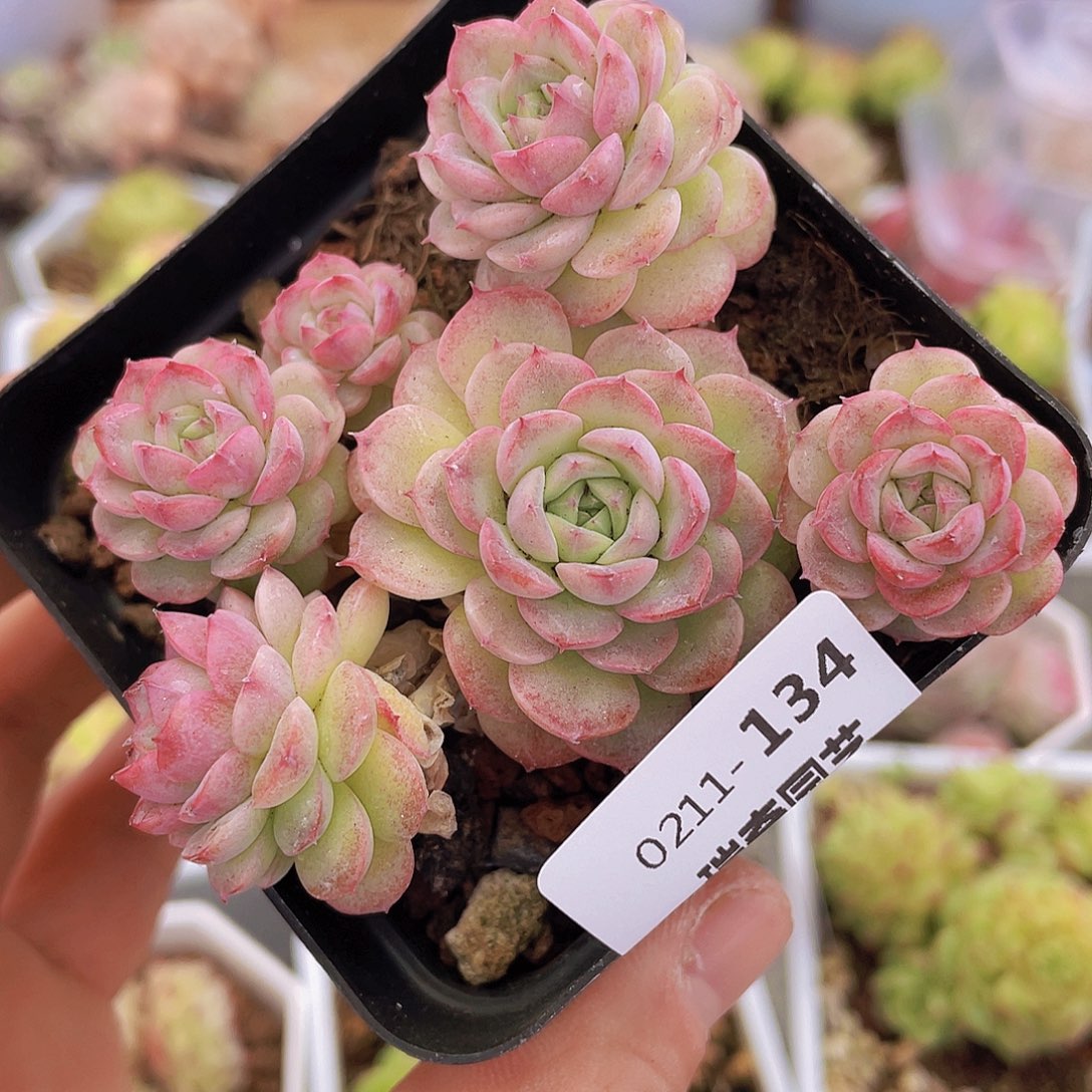 00000000000000134量拍