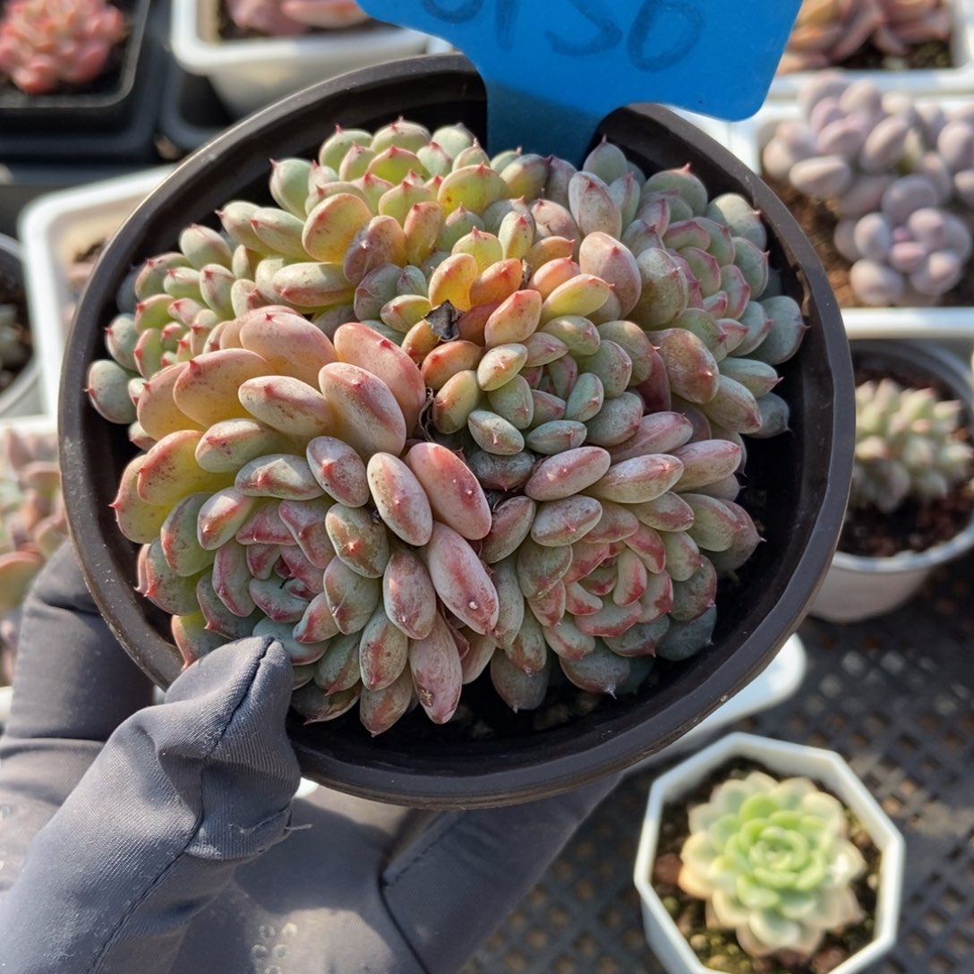 6150白胖子多肉植物