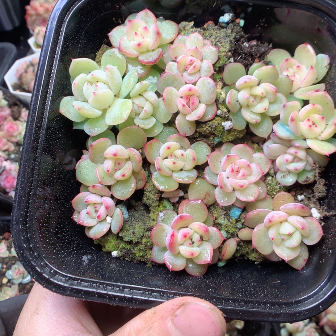 无花朵玉笛15-20颗。量拍yy