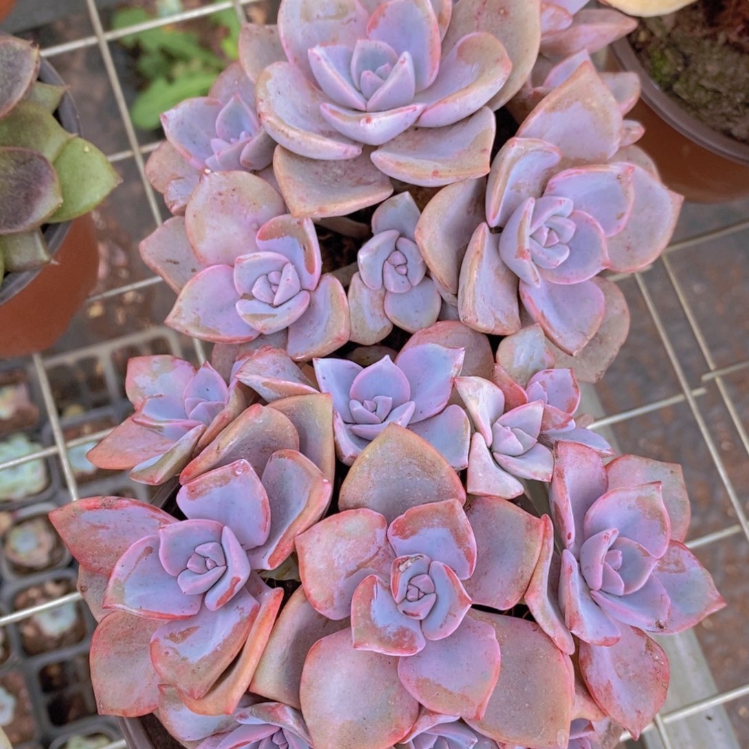 彩虹糖精控精养两盆