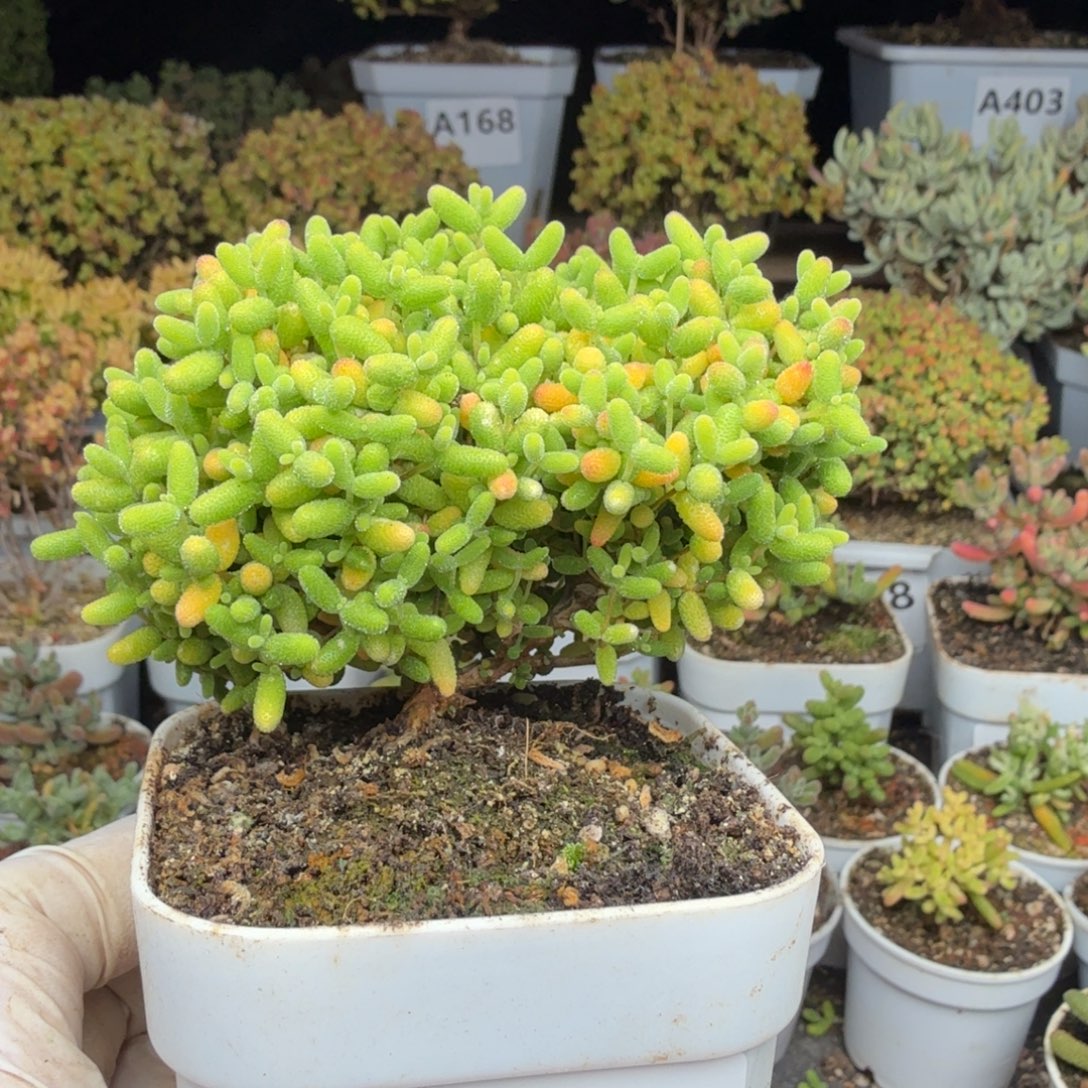 A461蜜橘糖球28元包邮福利