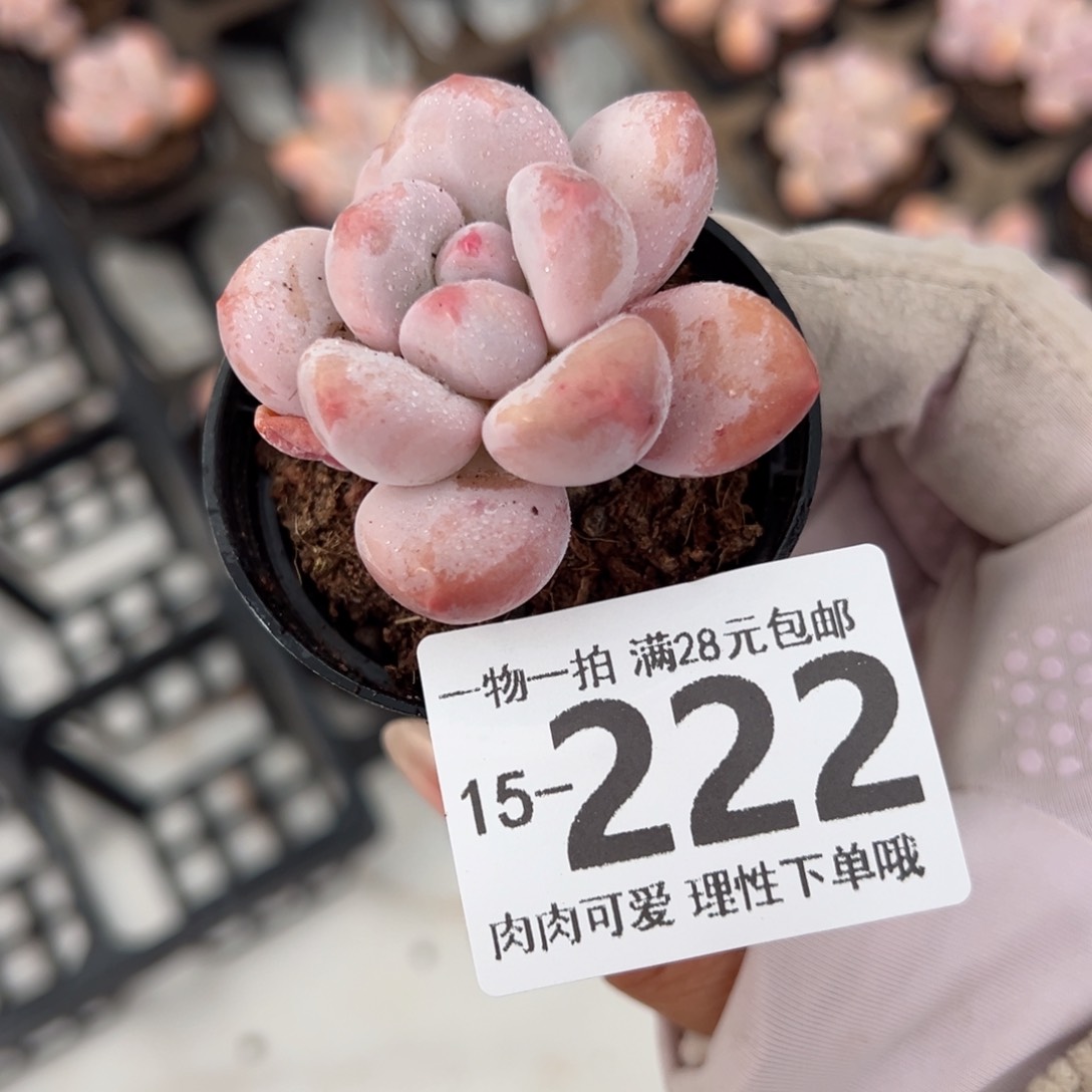 香水奶多肉多肉多肉多肉多肉
