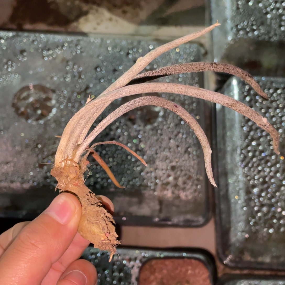 无花朵实生美杜莎 仙人球