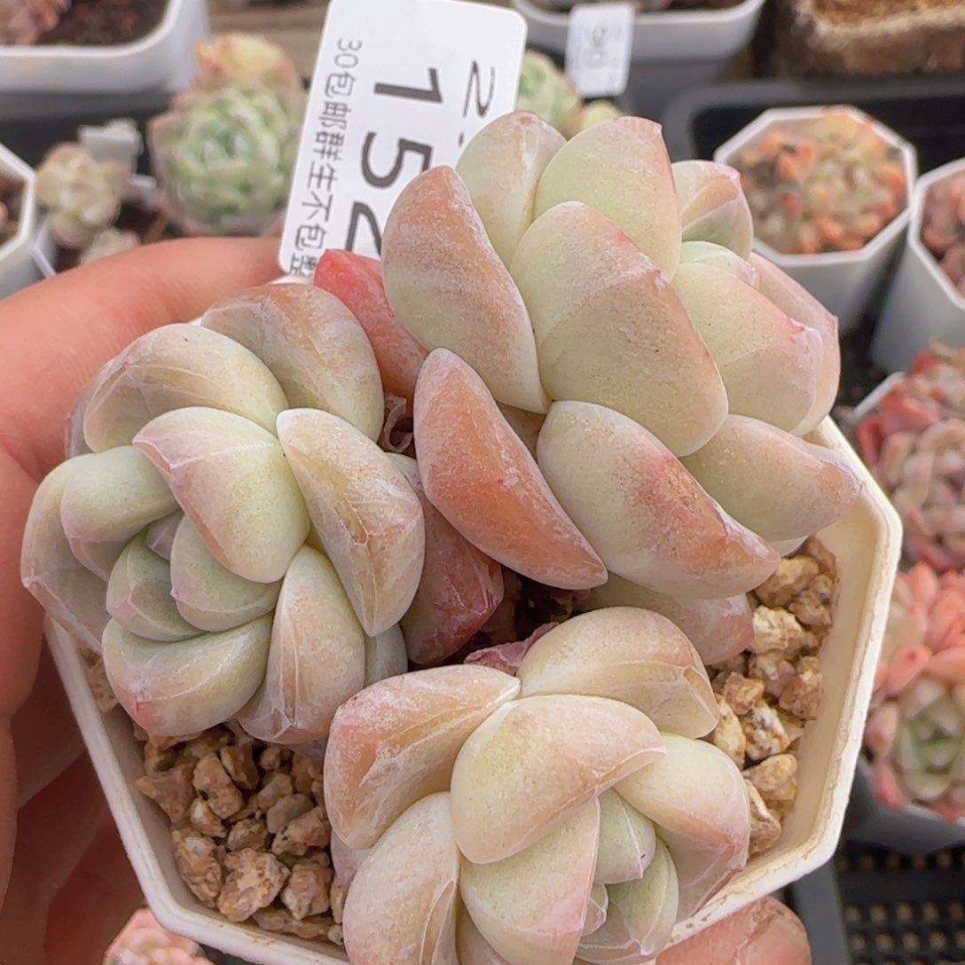 三头老桩冰玉一颗脱土