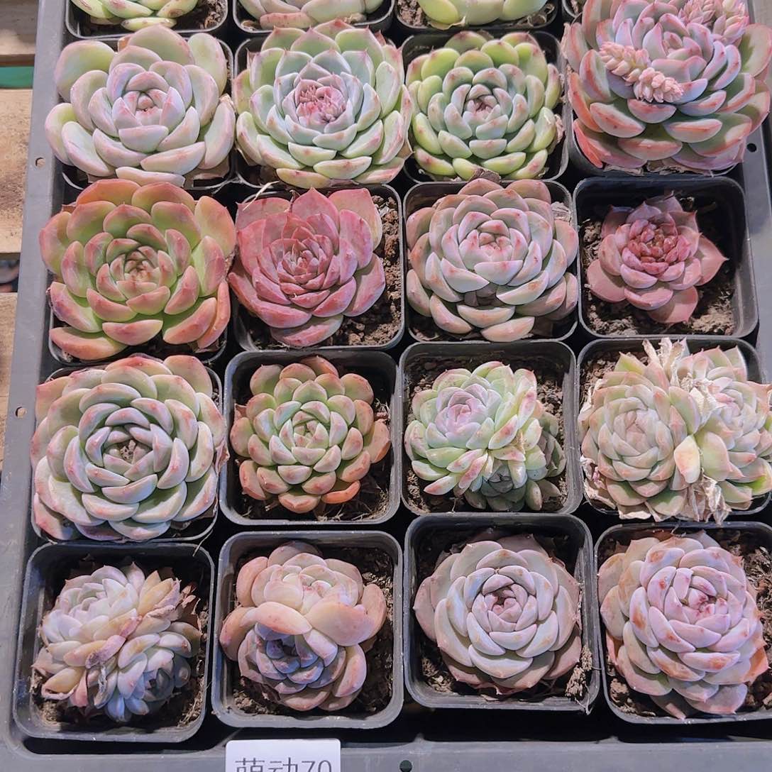 直播一物一拍多肉70