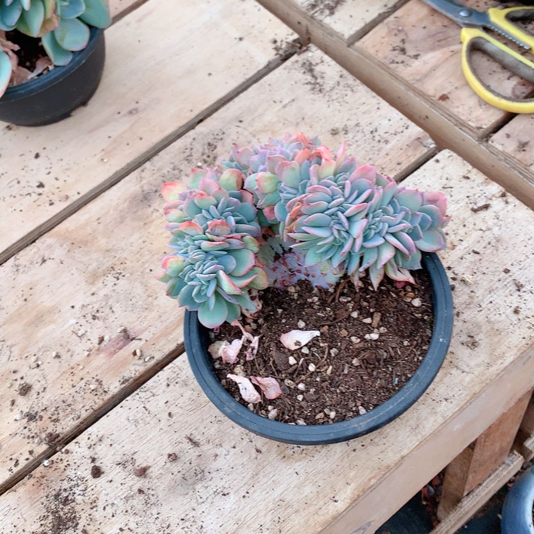 多肉植物多肉植物