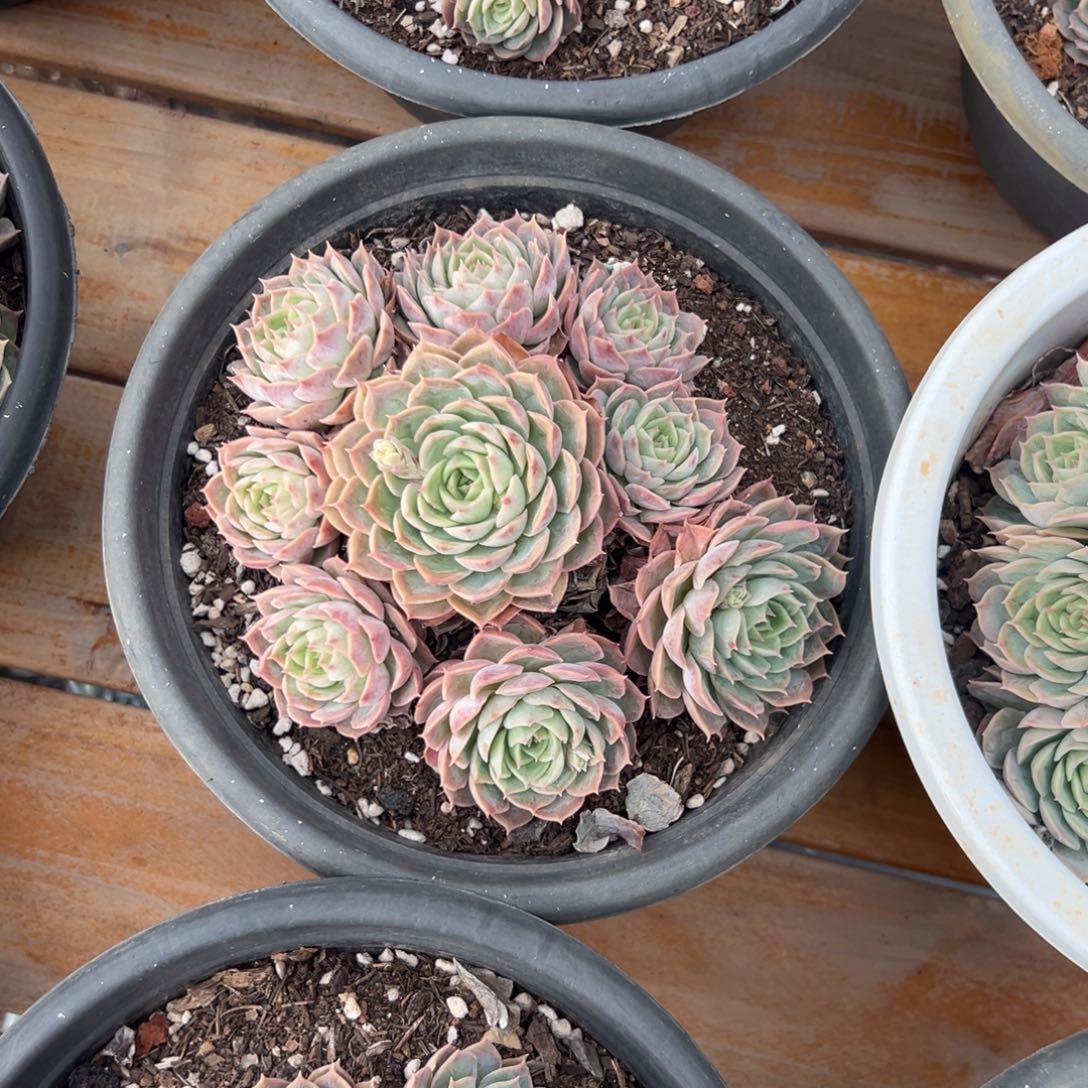 多肉昂斯诺群【非偏远满18包邮】