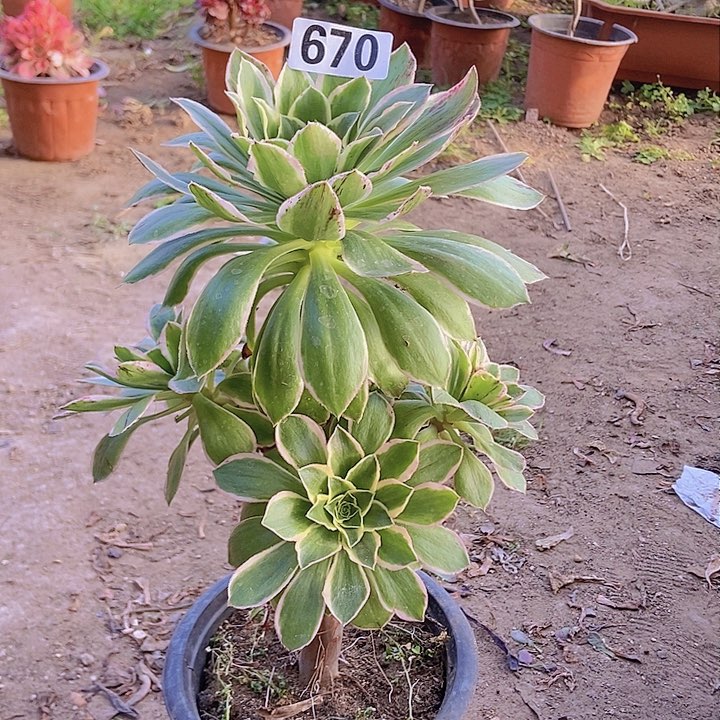 670大叶绿玫瑰锦老庄手捧有断指