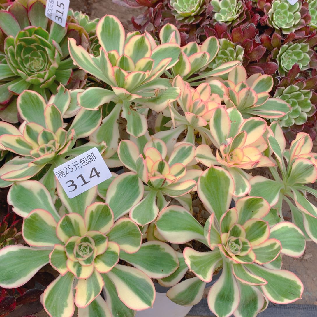 314燕姿绣球多肉植物