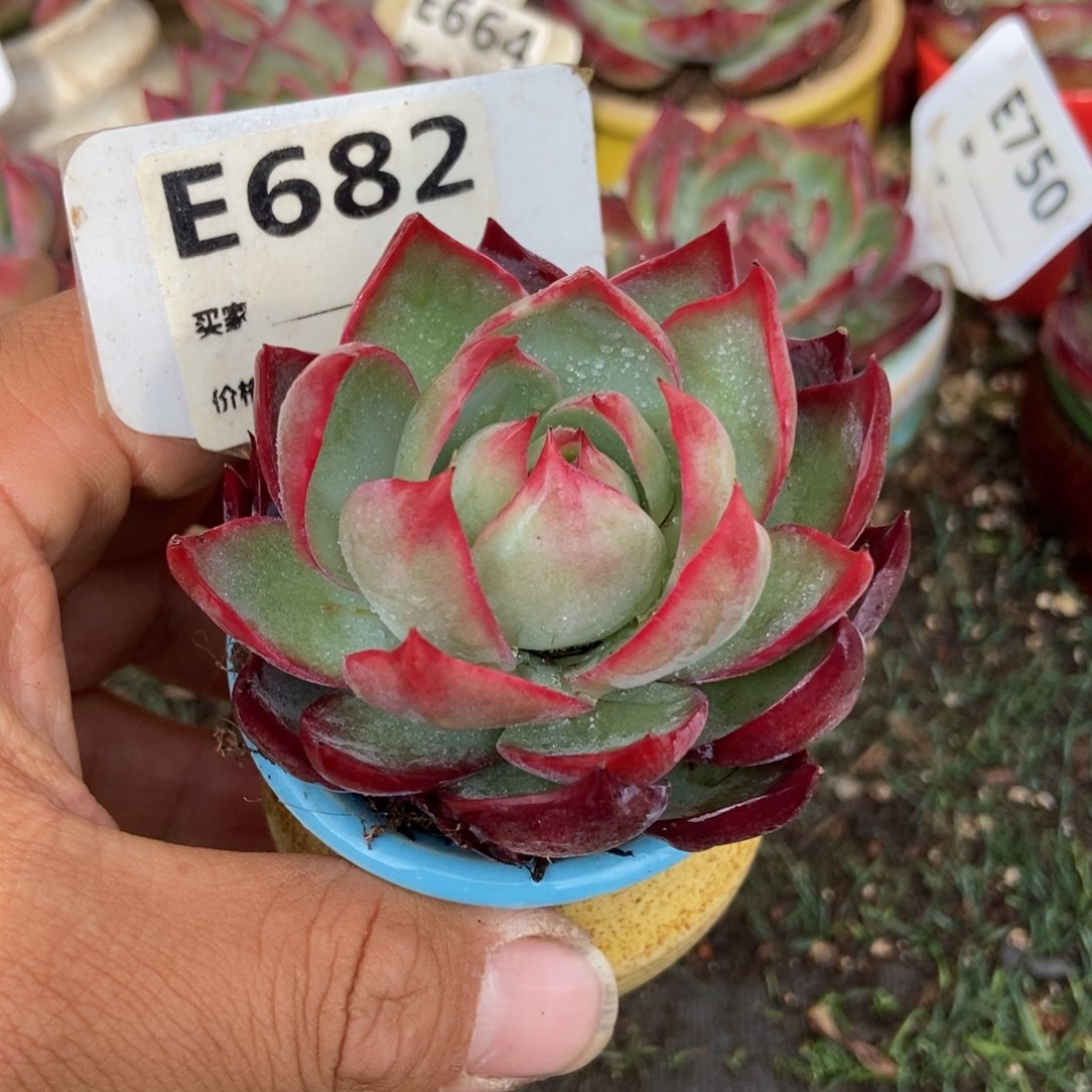 惊鸿一瞥682号多肉