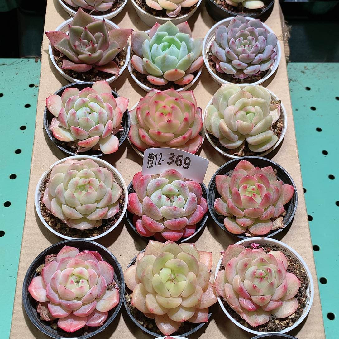 12-369一物一拍带盆18颗