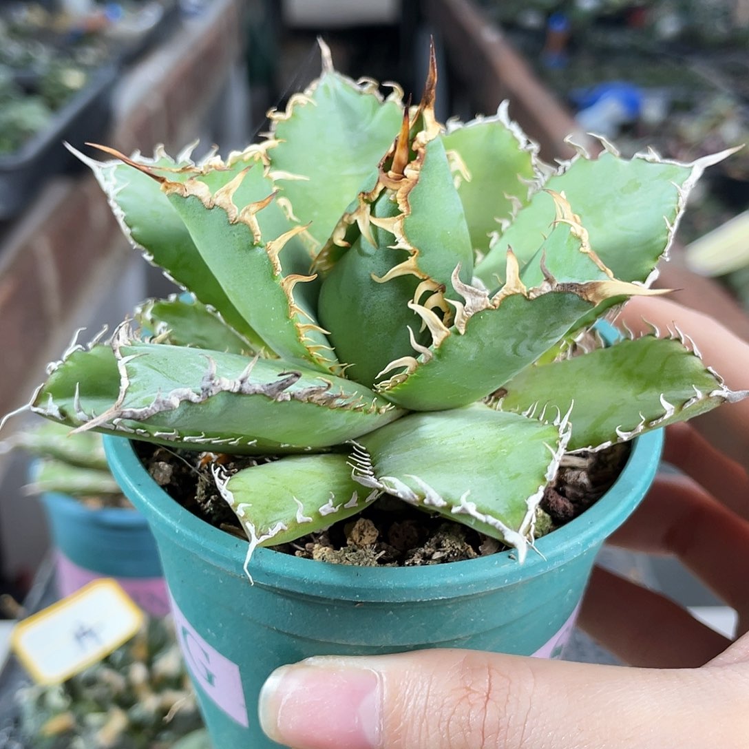 9cm蕾丝仁王冠龙舌兰