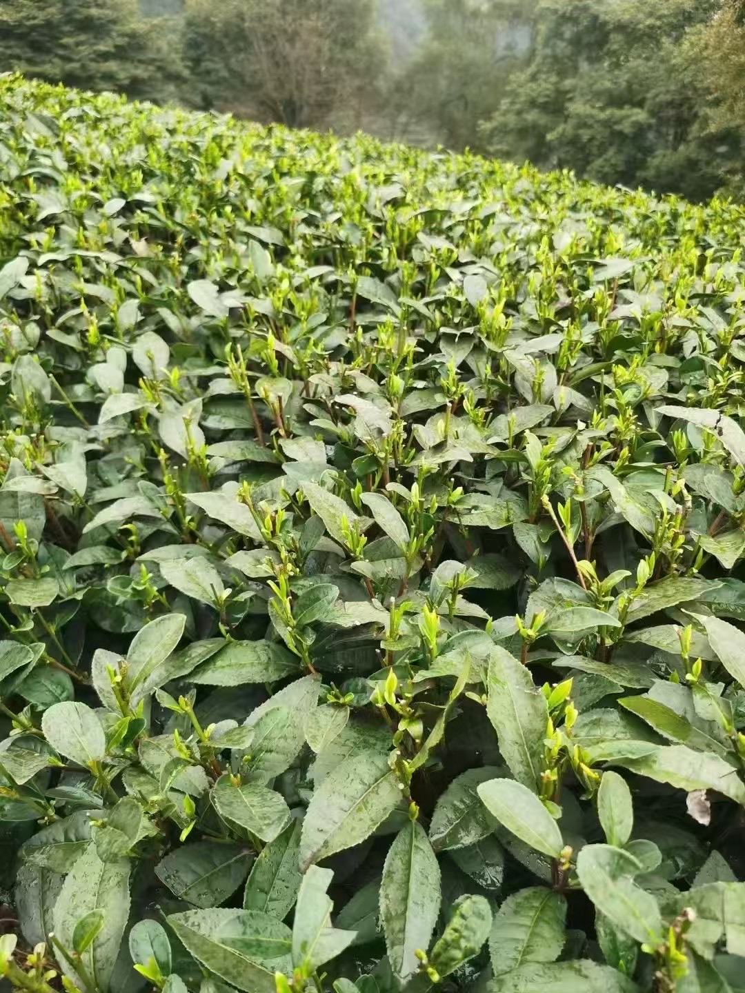 神农架2025明前新茶纯芽毛尖（雪芽）