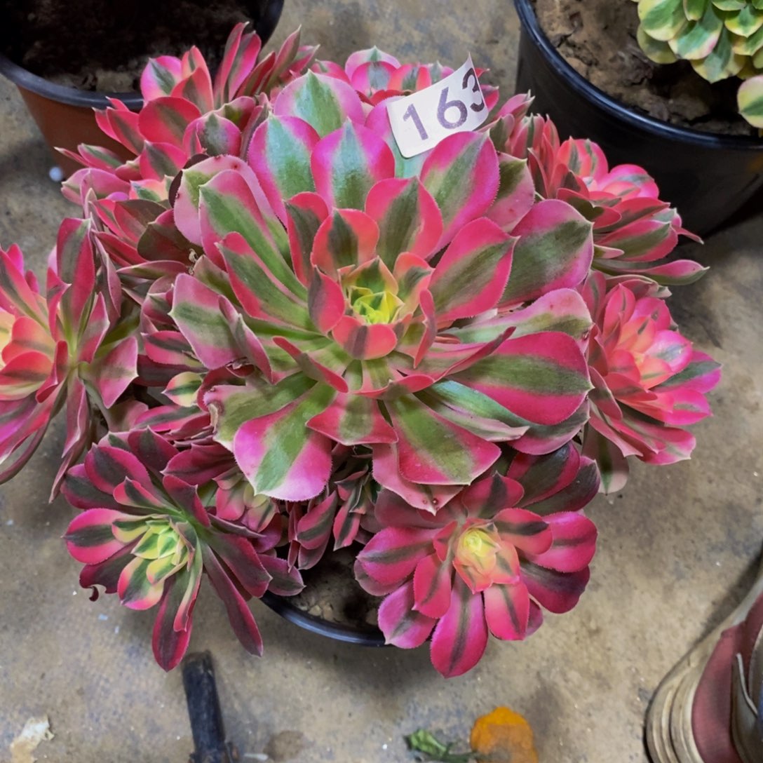 粉女巫带主头的163多肉