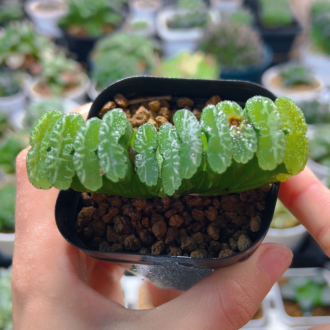 黑盆玉扇多肉多肉多肉