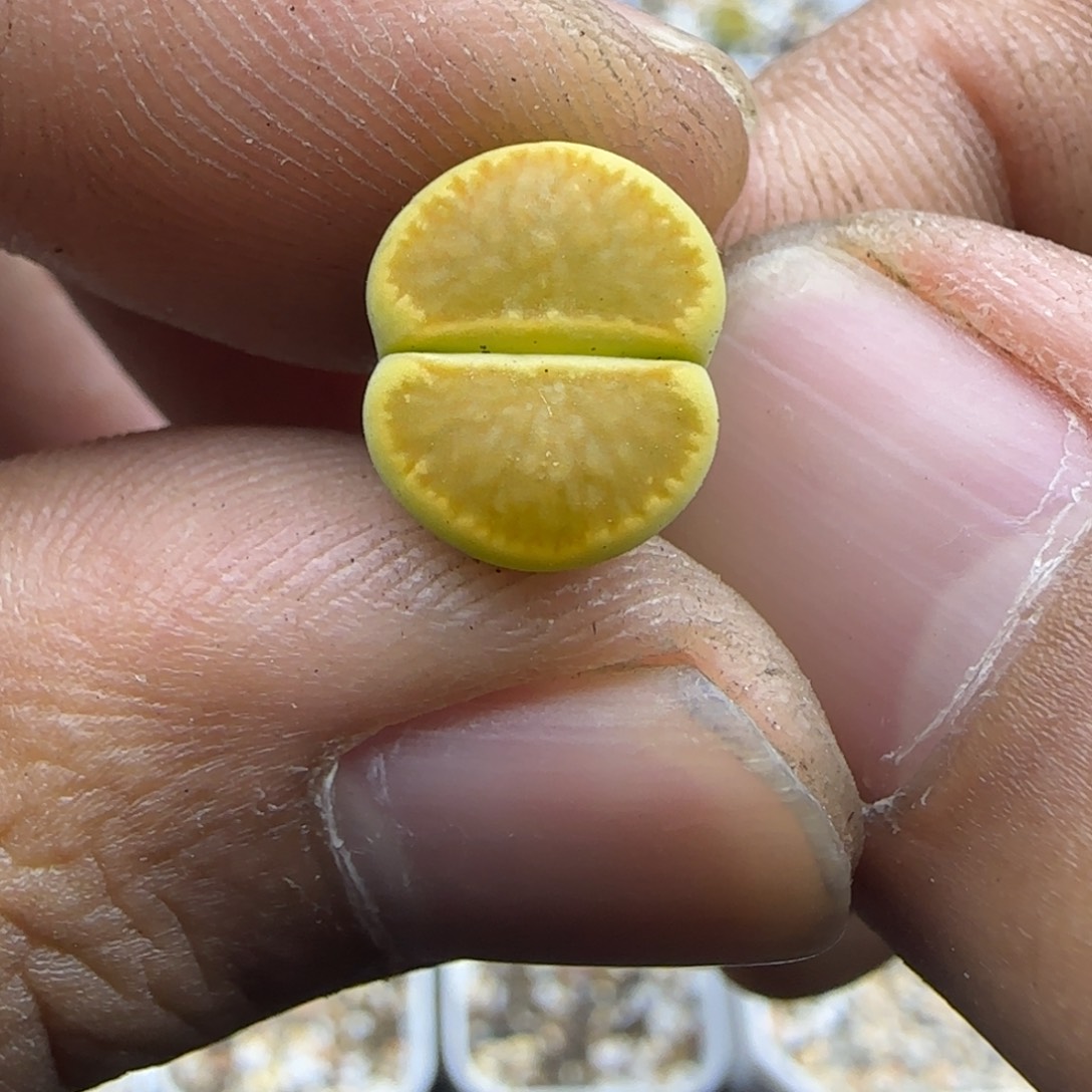 773 生石花大棚直播