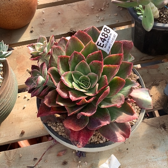 迷雾森林488 退款拉黑需延迟发货