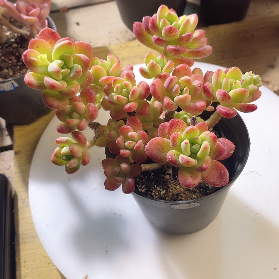 2308  香格里拉 六月六