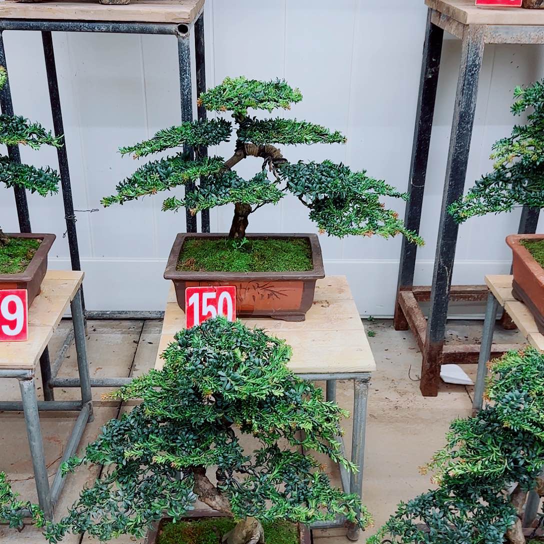 净***完全开放盆景园林盆景