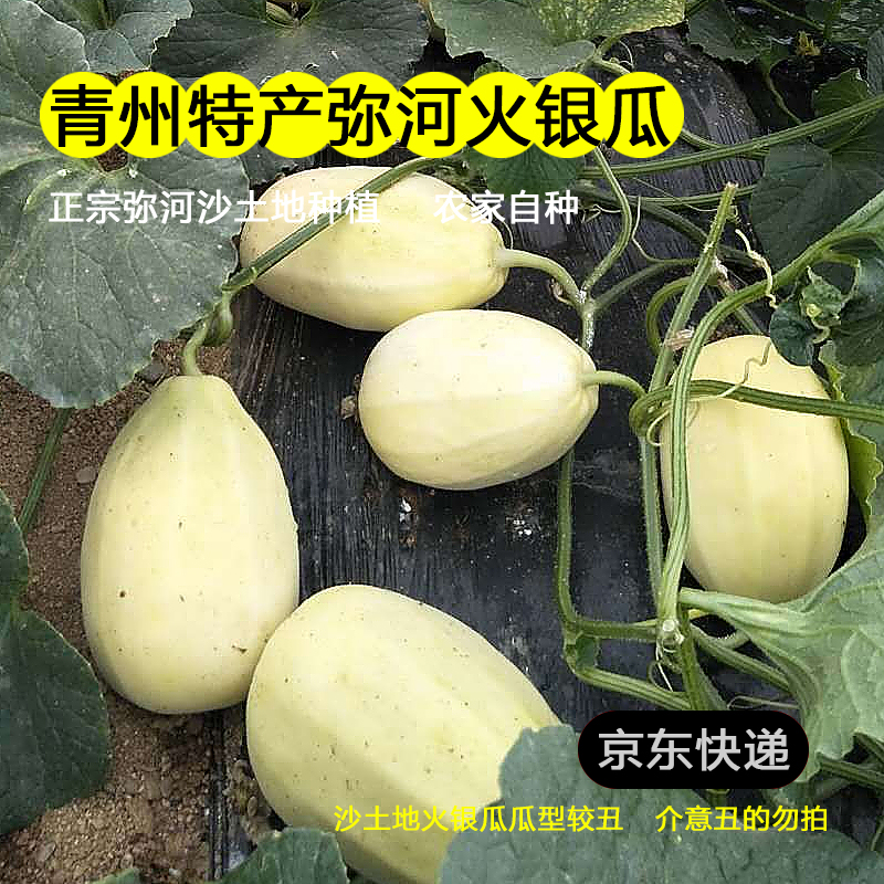 正宗青州特产弥河火银瓜香瓜白皮甜瓜火银瓜脆甜孕妇新鲜水果礼盒