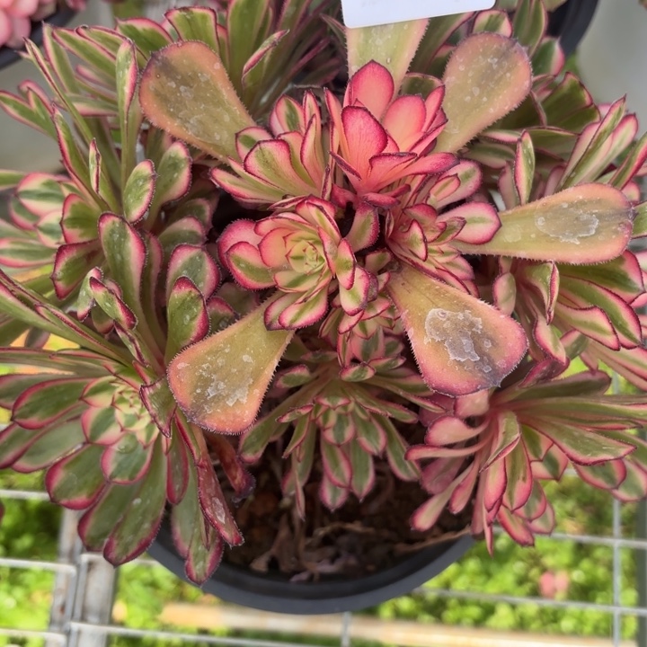 云南白月光好看6号