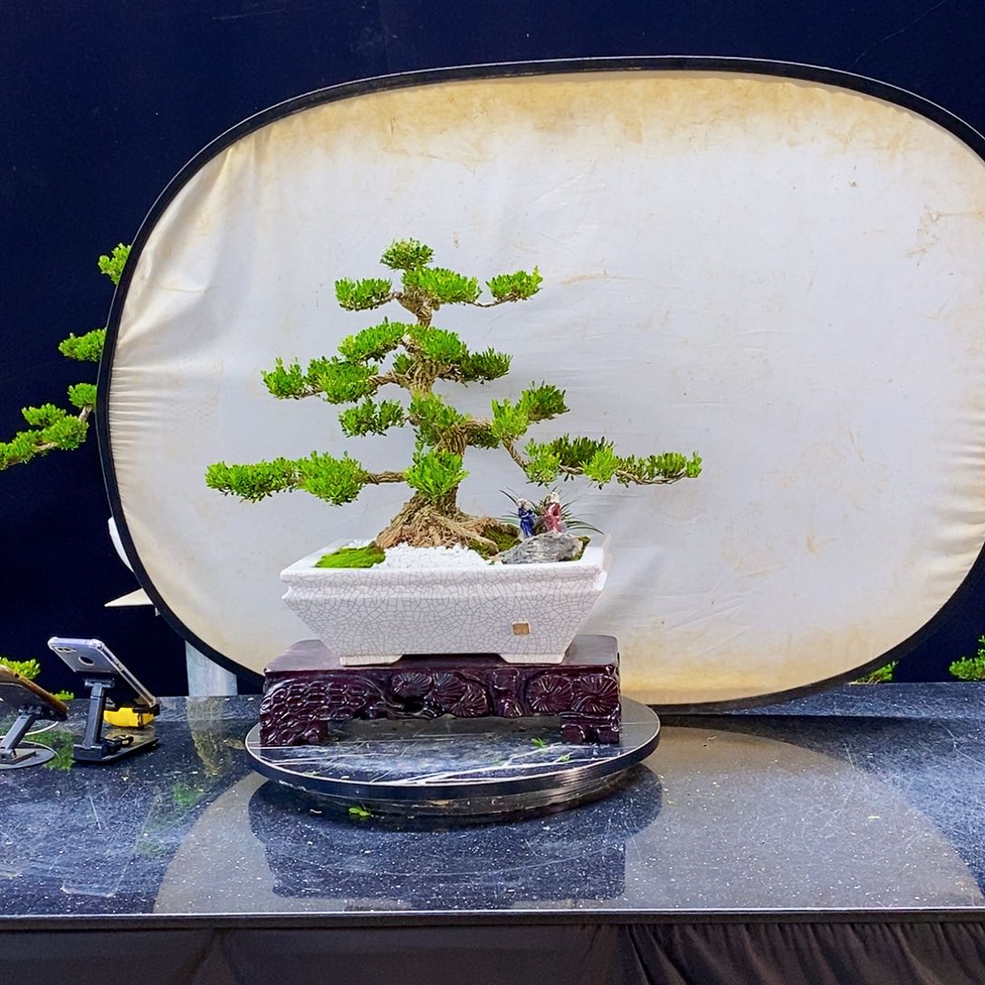 无花朵黄杨盆景造型